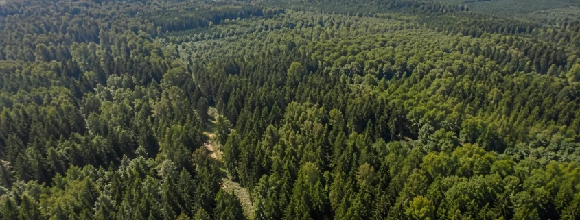 Weitläufiges Waldgebiet aus der Luft Luftaufnahme einer weitläufigen, grünen Waldlandschaft mit Feldern am Horizont.