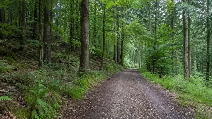 Zertifizierte Holzbeschaffung in Hamburg Unbefestigter Forstweg durch einen dichten, grünen Nadel- und Mischwald.