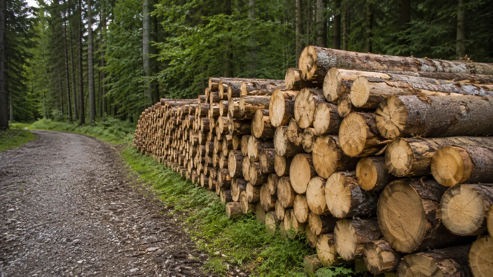 Großer Stapel gefällter Rundhölzer an einem Schotterweg im dichten Wald.