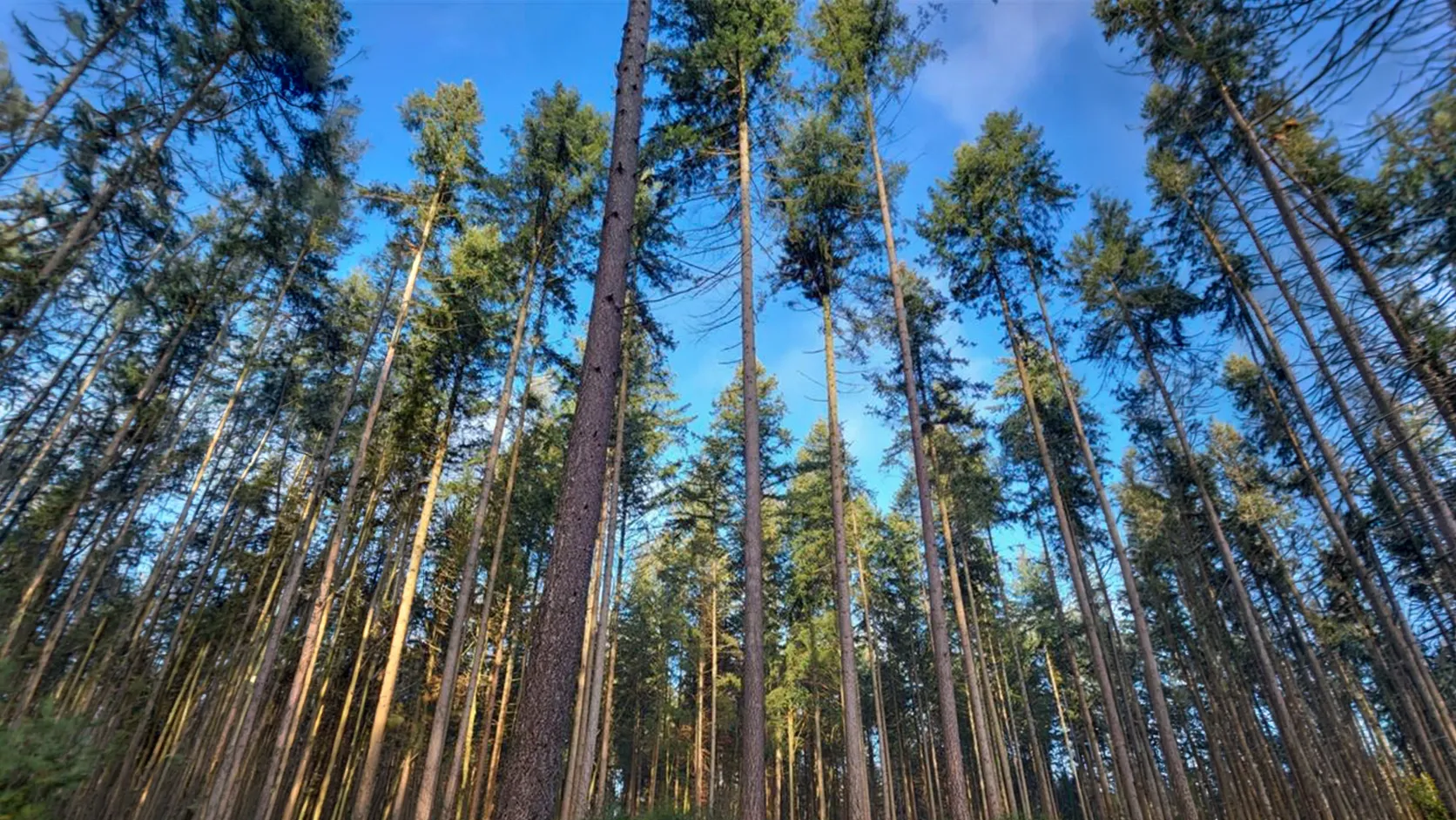 Holz im Wald Nachhaltige Forstwirtschaft Sonnendurchfluteter Nadelwald mit hohen Bäumen als Symbol für nachhaltige Forstwirtschaft.