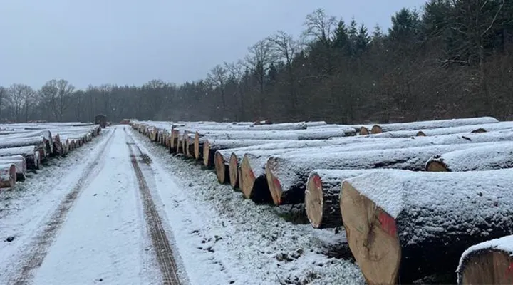 Verschneiter Holzlagerplatz mit lang aufgereihten Eichen-Rundholzstämmen im Winter.